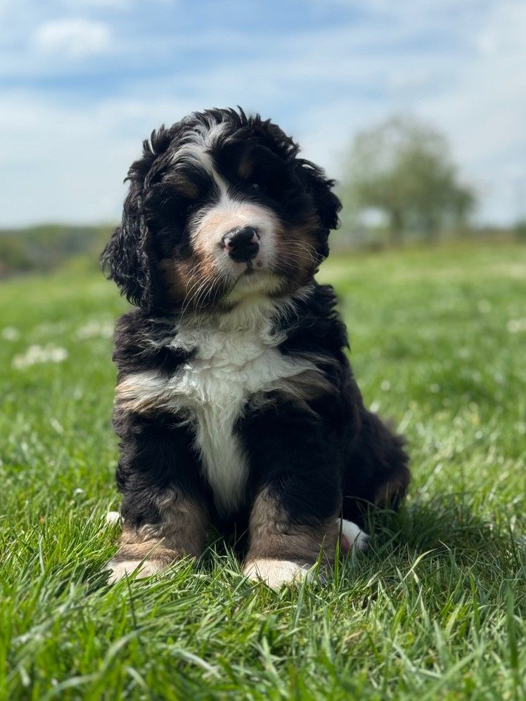 Du Domaine D'Helanesky - Bouvier Bernois - Portée née le 04/03/2025